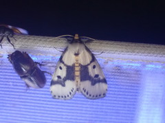 Schalidomitra ambages