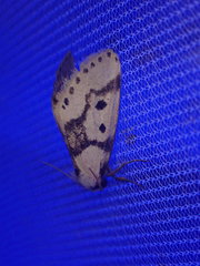 Schalidomitra ambages