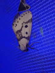 Schalidomitra ambages