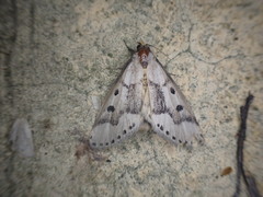 Schalidomitra ambages