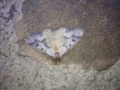 Schalidomitra ambages