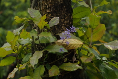 Petrea volubilis