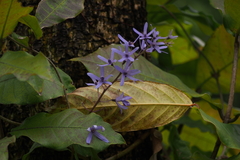 Petrea volubilis