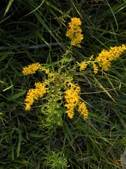 Solidago tortifolia