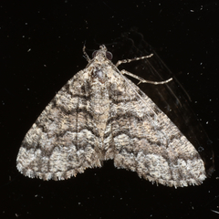 Lipogya exprimataria