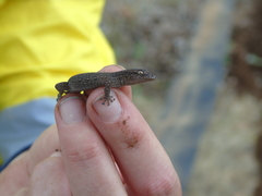 Crenadactylus ocellatus