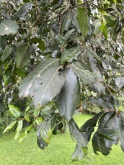 Prunus africana
