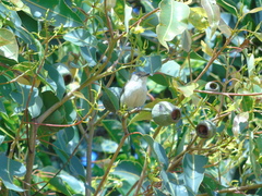 Acanthiza inornata