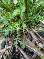 Rorippa dictyosperma