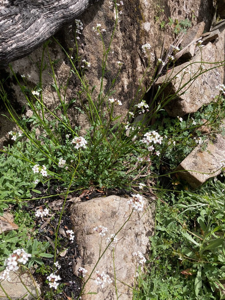 forest bitter-cress