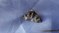 Evecliptopera illitata
