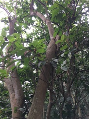 Artocarpus lacucha