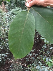 Artocarpus lacucha