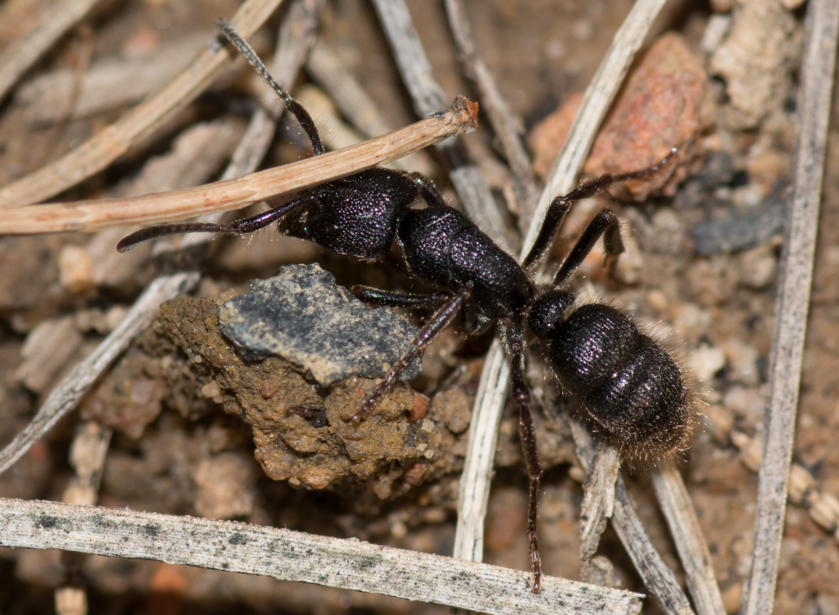 Pseudoneoponera piliventris