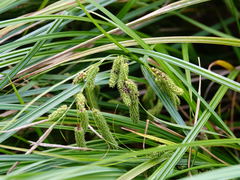 Carex lessoniana