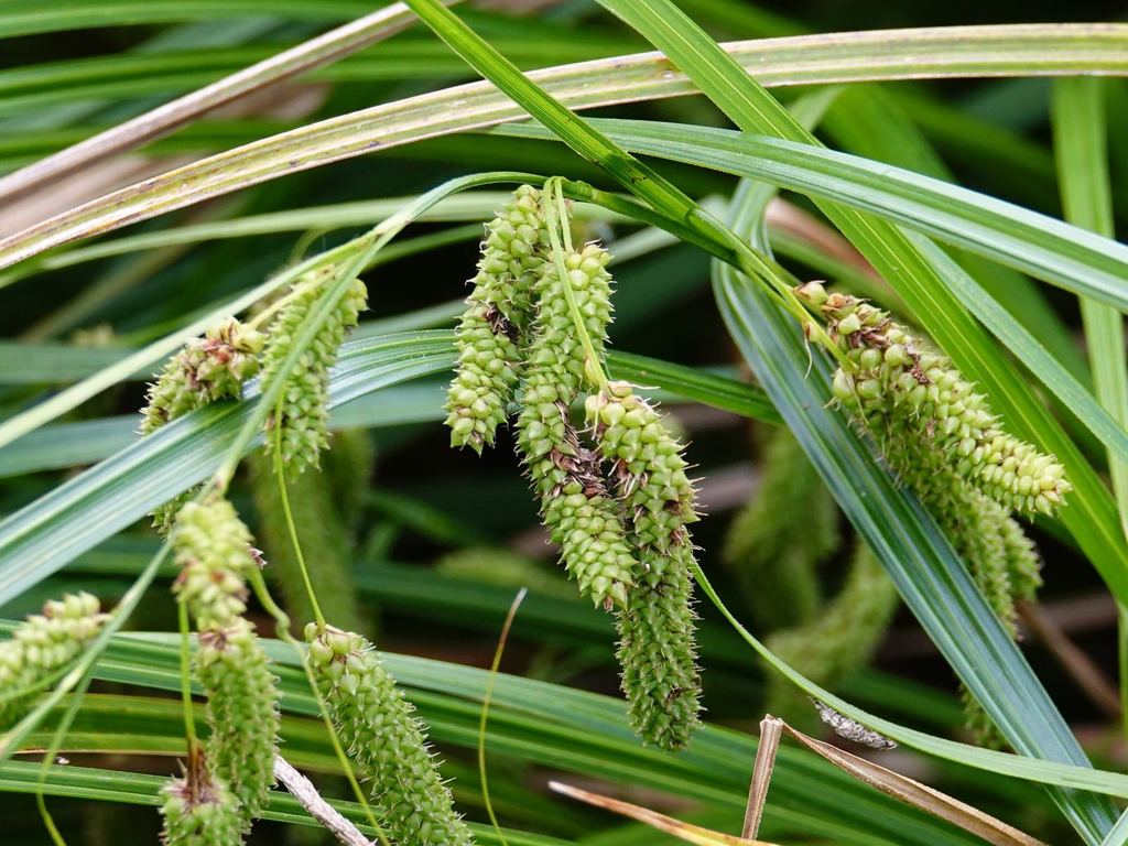 Carex lessoniana