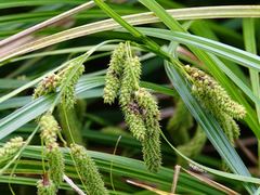 Carex lessoniana