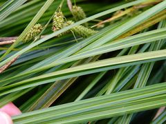 Carex lessoniana