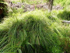 Carex lessoniana
