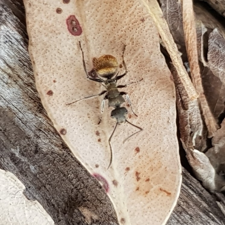 Polyrhachis aurea