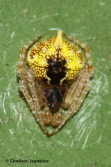 Eriovixia laglaizei