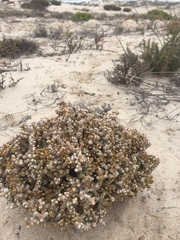 Pharnaceum microphyllum