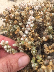 Pharnaceum microphyllum