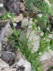 Rorippa dictyosperma