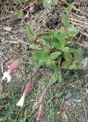 Silene latifolia alba
