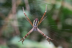 Argiope dang