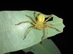 Neosparassus salacius