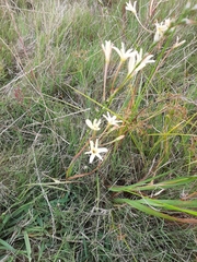 Ixia paniculata paniculata