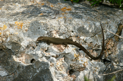 Algyroides fitzingeri