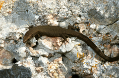 Algyroides fitzingeri