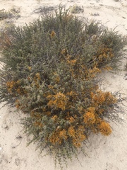 Dufourea flammea