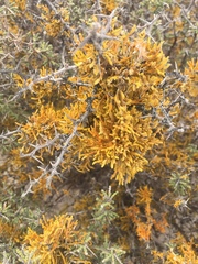 Dufourea flammea