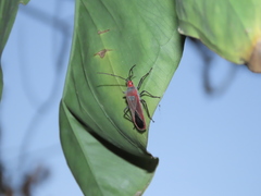 Thunbergia marginata