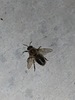 Apis mellifera