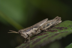 Pseudoxya