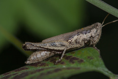 Pseudoxya