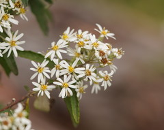 Olearia phlogopappa