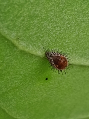 Chilocorus nigritus