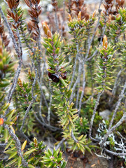 Planocarpa nitida