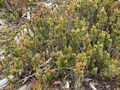 Planocarpa nitida