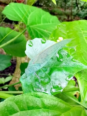 Holochlorini