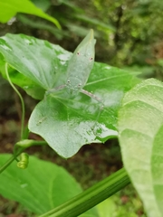 Holochlorini