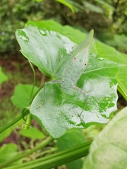 Holochlorini