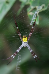 Argiope mangal