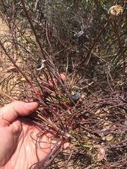 Euryops speciosissimus