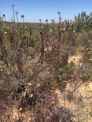 Euryops speciosissimus
